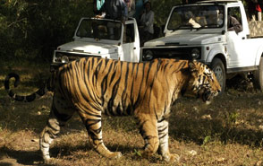 bandhavgarh national park