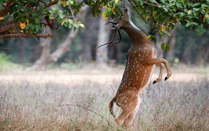 madhya pradesh tourism
