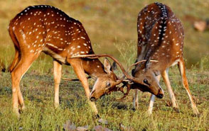 kanha national park madhya pradesh